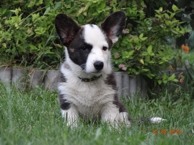 corgi kennel